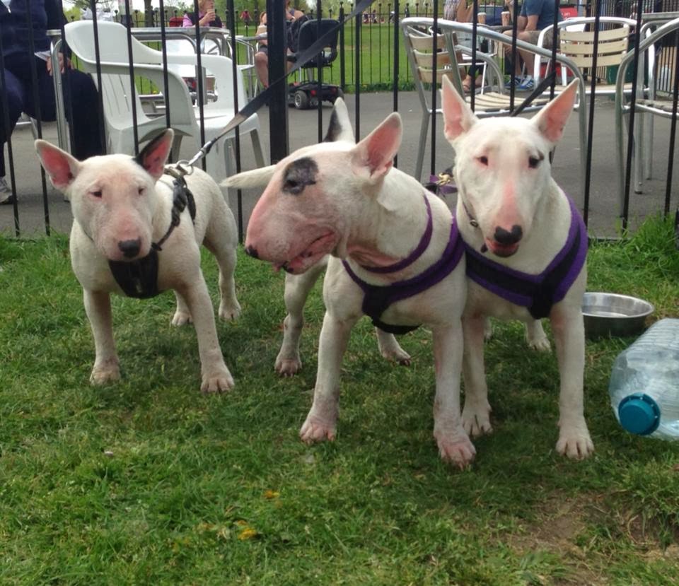 English bull terrier deals rehoming